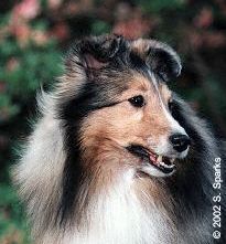 sheltie photo